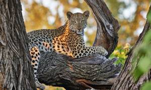 Windhoek, Okavango and Falls Main Image - Leopard in Okavango Delta - Africa Tours