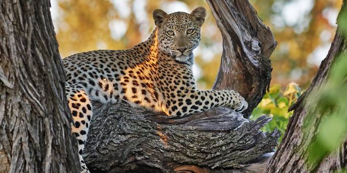 Leopard in Okavango | Botswana | Africa