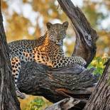 Leopard in Okavango | Botswana | Africa