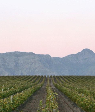 Day 5 - Stellenbosch at Leisure