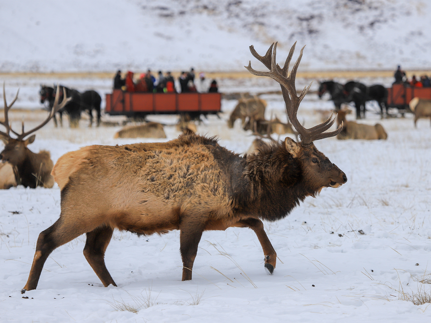 Winter Grand Teton & Yellowstone - 6 days