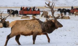 Wyoming National Elk Refuge - USA