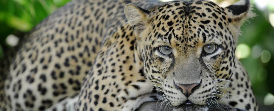 Leopard staring in to the camera in Yala National Park