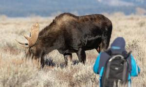Yellowstone & Yosemite main - moose grand teton