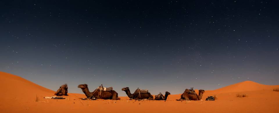 Camels lying down under the starry sky in the desert near Zagora