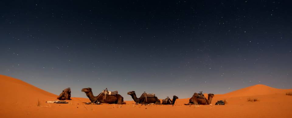 Camels lying down under the starry sky in the desert near Zagora