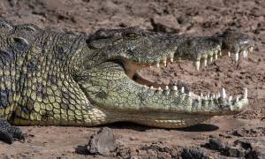 Zambia to Cape Town main image - Chobe crocodile