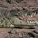 Crocodile | Chobe National Park | Botswana