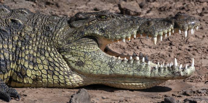 Crocodile | Chobe National Park | Botswana