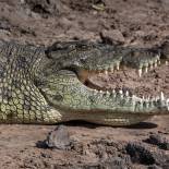 Crocodile | Chobe National Park | Botswana