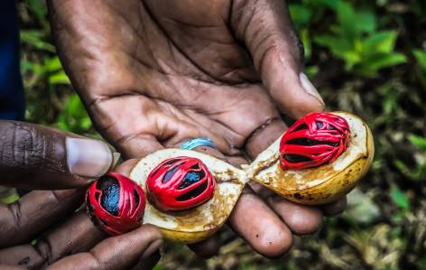 Zanzibar nutmeg