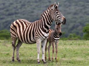 Zebra - Lalibela Game Reserve