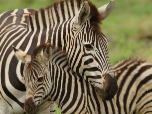 Zebra and Baby - Africa Overland Safaris - Africa Lodge Safaris - Africa Tours - On The Go Tours