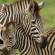 Zebra and Baby - Africa Overland Safaris - Africa Lodge Safaris - Africa Tours - On The Go Tours