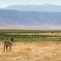 Hundreds of wildebeests on the savannah plains of Ngorongoro Crater