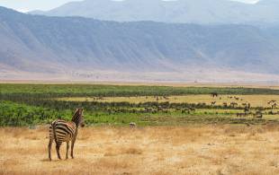 Zebra at Ngorongoro Crater - tanzania