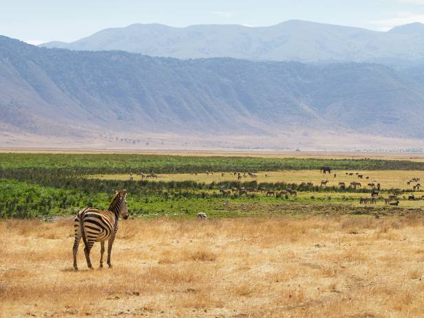 Hundreds of wildebeests on the savannah plains of Ngorongoro Crater