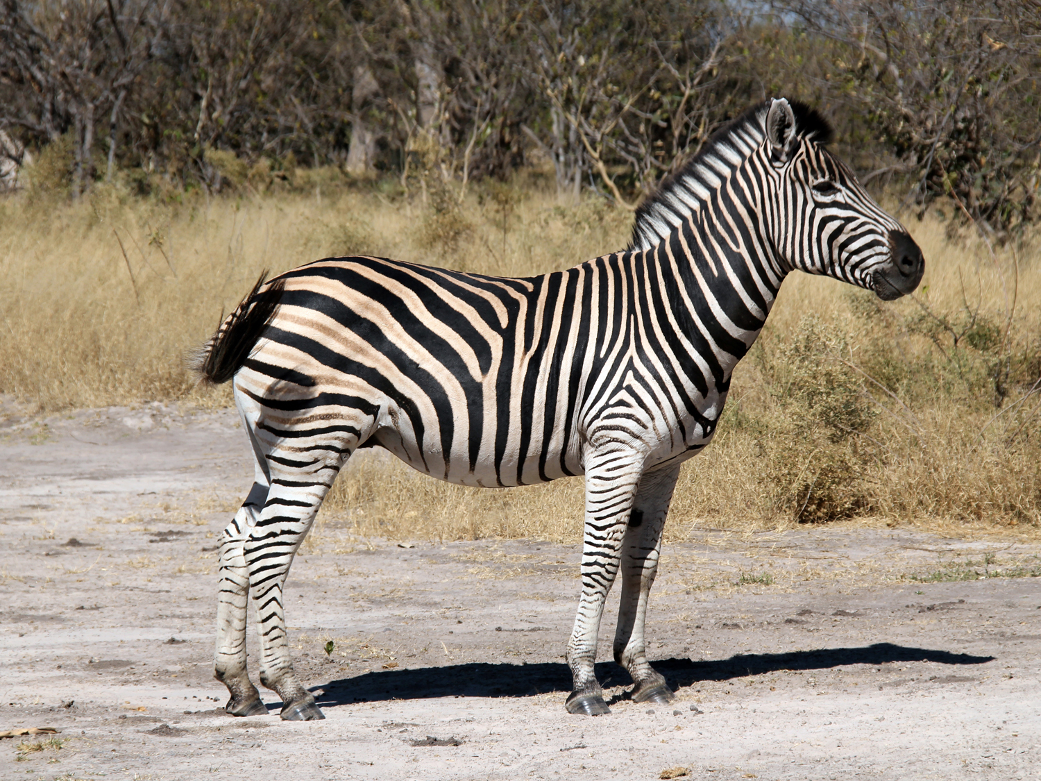 Days 5-6 - Khwai area of Moremi Wildlife Reserve