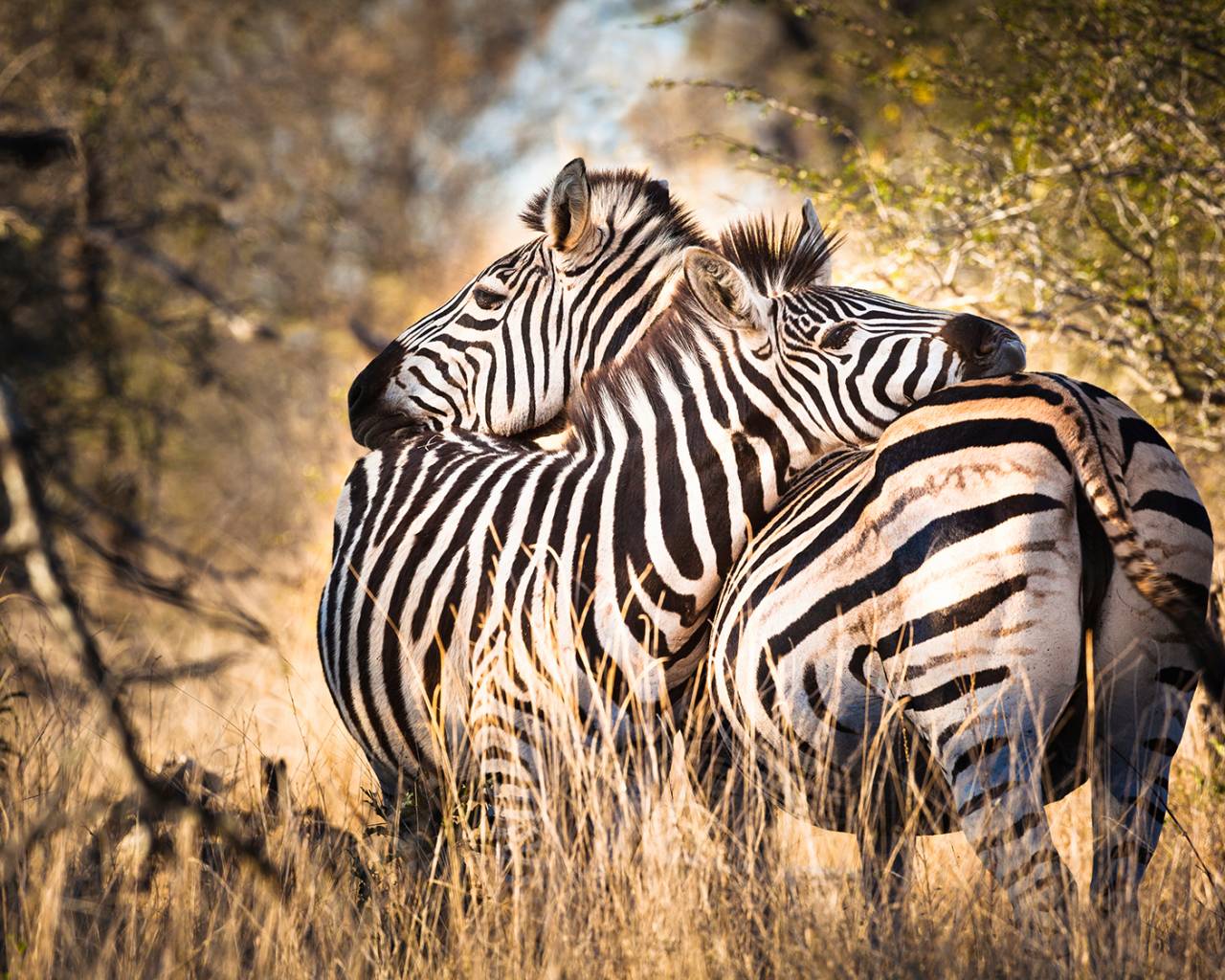 Kenya and Tanzania 13 Day Lodge Safari | On The Go Tours Kenya and Tanzania 13 Day Lodge Safari | On The Go Tours