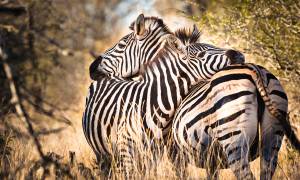 Zebras- Africa Overland Safaris - Africa Lodge Safaris - Africa Tours - On The Go Tours