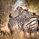 Zebras | African Safaris | Africa