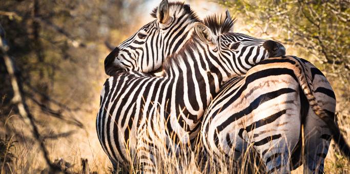 Zebras | African Safaris | Africa