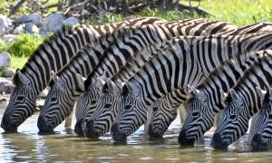 Zebras Drinking - Africa Overland Safaris - Africa Lodge Safaris - Africa Tours - On The Go Tours