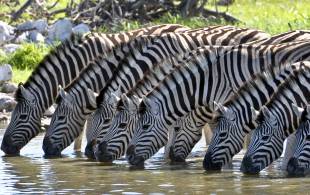 Zebras Drinking - Africa Overland Safaris - Africa Lodge Safaris - Africa Tours - On The Go Tours