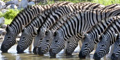 Zebras Drinking - Africa Overland Safaris - Africa Lodge Safaris - Africa Tours - On The Go Tours