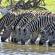 Zebras Drinking - Africa Overland Safaris - Africa Lodge Safaris - Africa Tours - On The Go Tours