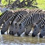 Zebras drinking | African Safaris | Africa