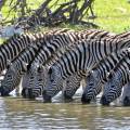 Hundreds of wildebeests on the savannah plains of Ngorongoro Crater