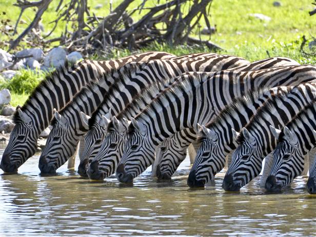 Hundreds of wildebeests on the savannah plains of Ngorongoro Crater