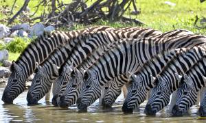 Zebras drinking in Africa