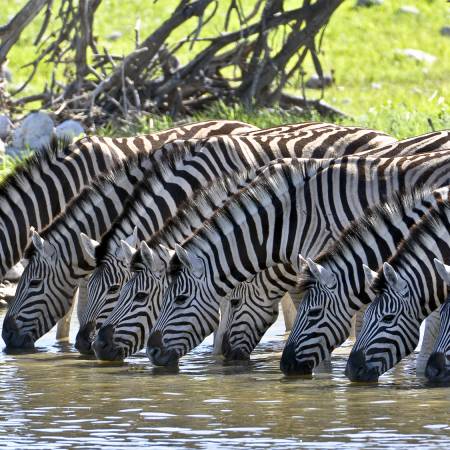 Zebras drinking in Africa