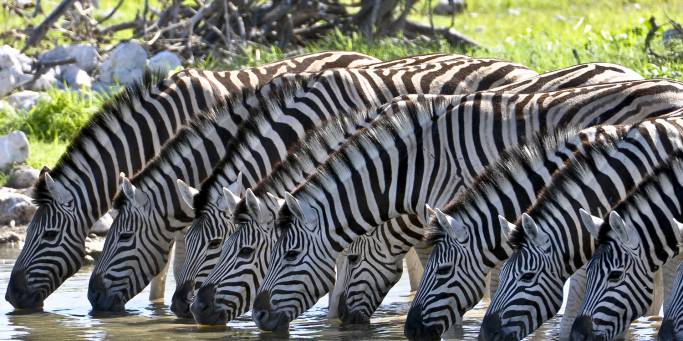 Zebras drinking | Namibia 