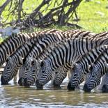 Zebras drinking | Namibia