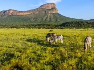 Zebras in Entabeni Game Reserve