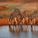 Zebras in Kruger NP - Africa Overland Safaris - Africa Lodge Safaris - Africa Tours - On The Go Tour