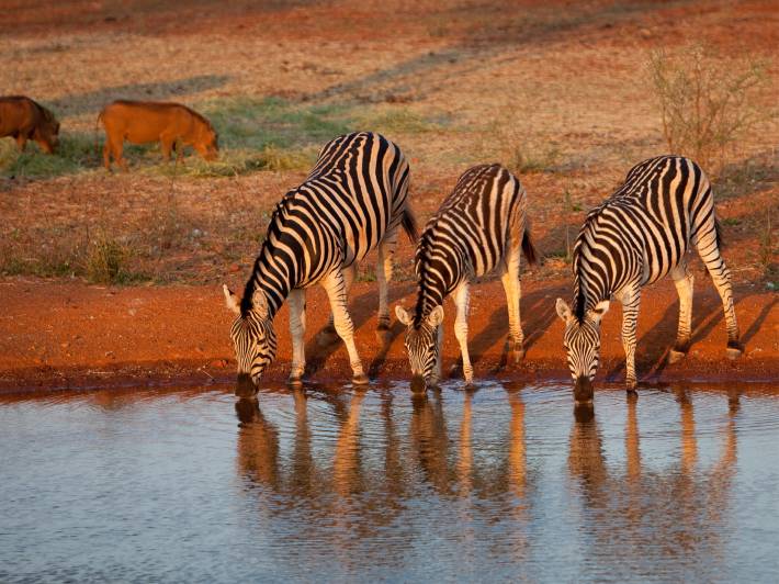 Zebras in Kruger NP - Africa Overland Safaris - Africa Lodge Safaris - Africa Tours - On The Go Tour