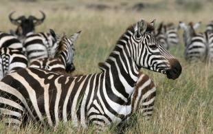 Zebras in Serengeti national park in Tanzania