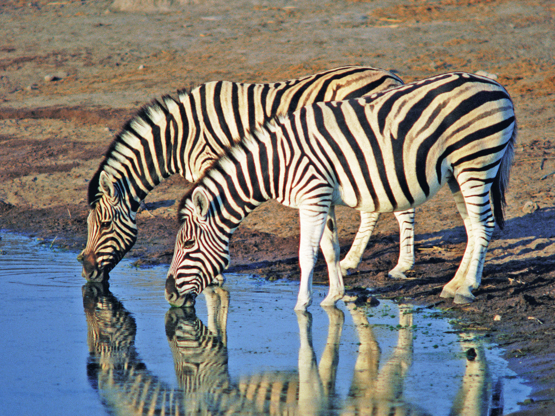 Days 9-11 - Masai Mara