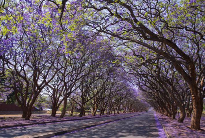 Zimbabwe - Harare