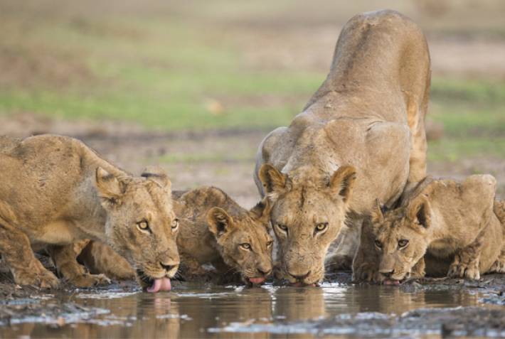 Zimbabwe - Mana Pools National Park