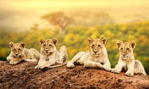 Zimbabwe to Zanzibar main image - lion cubs