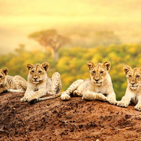 Zimbabwe to Zanzibar main image - lion cubs