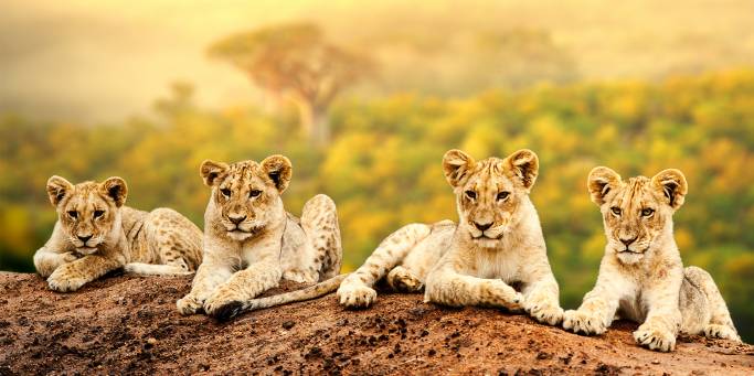 Lion Cubs | Africa