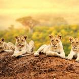 Lion Cubs | Africa