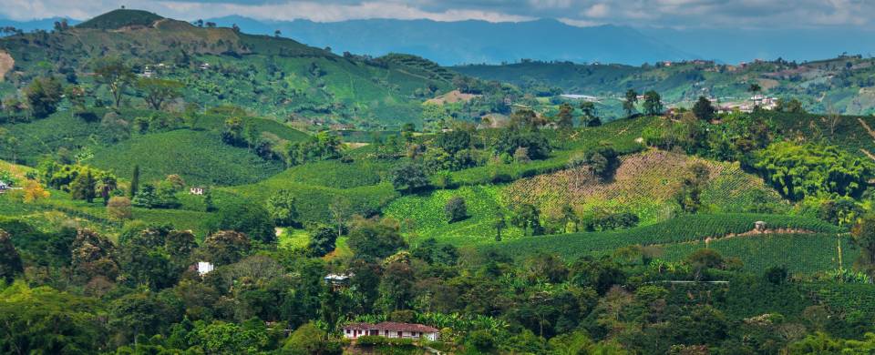 The picturesque Zona Cafetera in Colombia with coffee plantations and rolling hills