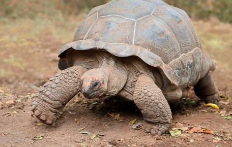 aldabra giant tortoise - zanzibar